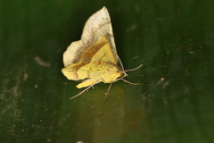 Erastria decrepitaria