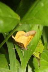 Erastria decrepitaria