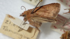 Eriopygodes imbecilla