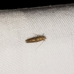 Metharmostis multilineata