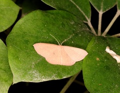 Perixera minorata