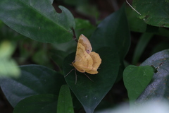 Erastria decrepitaria