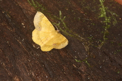 Erastria decrepitaria