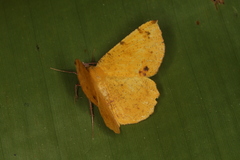 Erastria decrepitaria