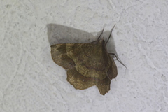 Erastria decrepitaria