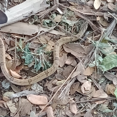 Oligodon fasciolatus