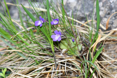 Pinguicula poldinii