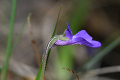 Pinguicula poldinii
