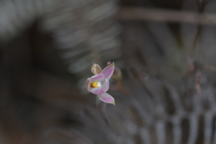 Thelymitra longifolia