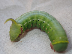 Cephonodes hylas hylas