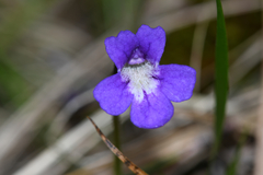 Pinguicula poldinii