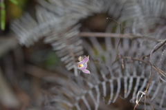 Thelymitra longifolia