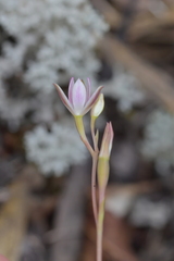 Thelymitra longifolia