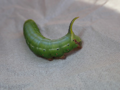 Cephonodes hylas hylas