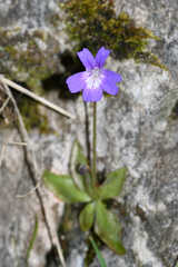 Pinguicula poldinii