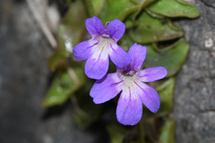 Pinguicula poldinii
