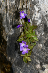 Pinguicula poldinii
