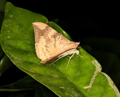 Oxyodes scrobiculata