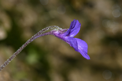 Pinguicula poldinii