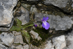Pinguicula poldinii