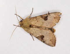 Tiracola aureata