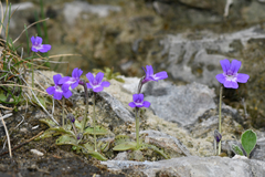 Pinguicula poldinii