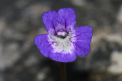 Pinguicula poldinii