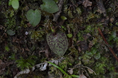 Corybas oblongus