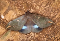 Ischyja ferrifracta