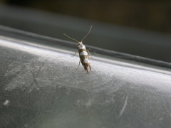 Argyresthia brockeella