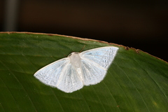 Lomographa argentata