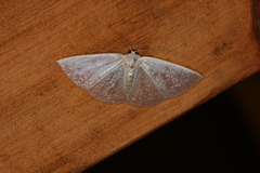 Lomographa argentata