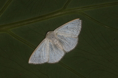 Lomographa argentata