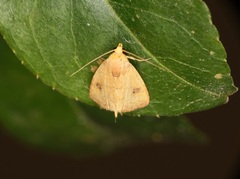 Rivula inconspicua