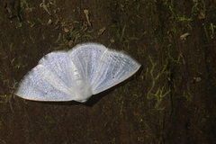 Lomographa argentata