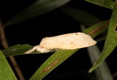 Calliteara angulata
