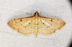 Herpetogramma basalis