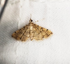 Lamprosema tampiusalis