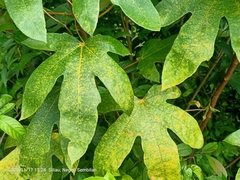 Ficus grossularioides