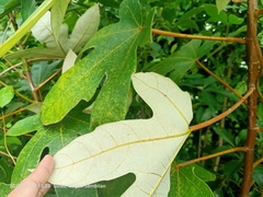 Ficus grossularioides