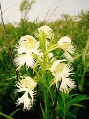 Platanthera praeclara