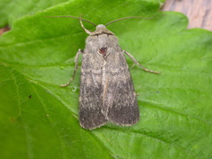 Standfussiana lucernea