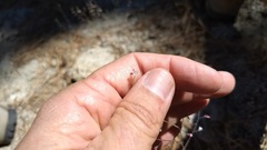 Eriogonum apiculatum