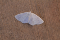 Lomographa argentata
