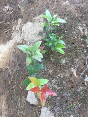 Gaultheria oppositifolia