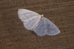 Lomographa argentata