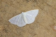 Lomographa candida