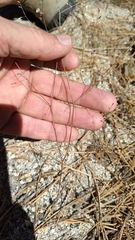 Eriogonum apiculatum