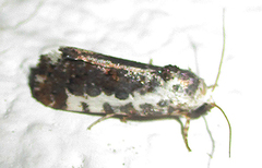Acontia ectorrida