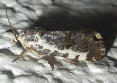 Acontia ectorrida
